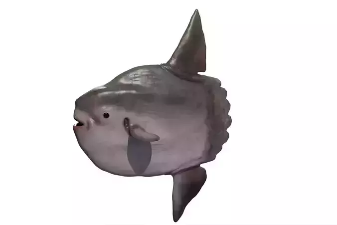 Sunfish Low-poly 3D model