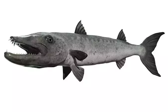 Barracuda Low-poly 3D model