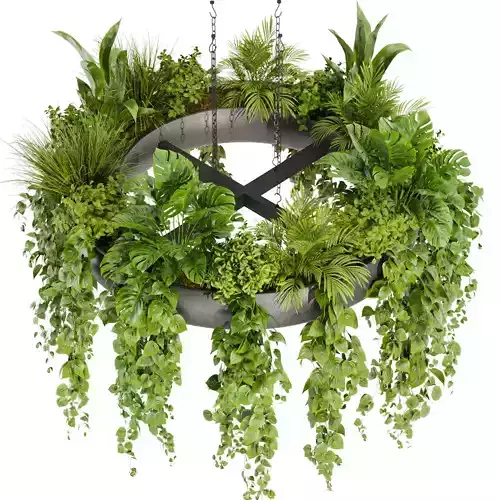Collection plant vol 380 - pothos - hanging - ampelous
