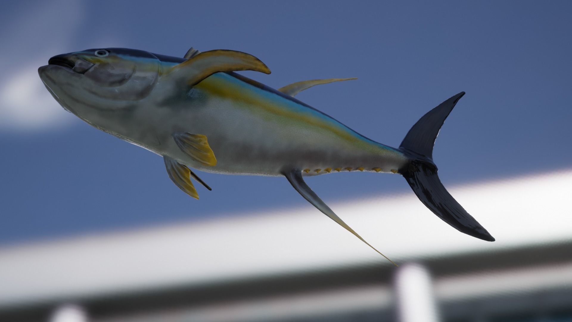 Yellowfin Tuna Low-poly 3D model_11