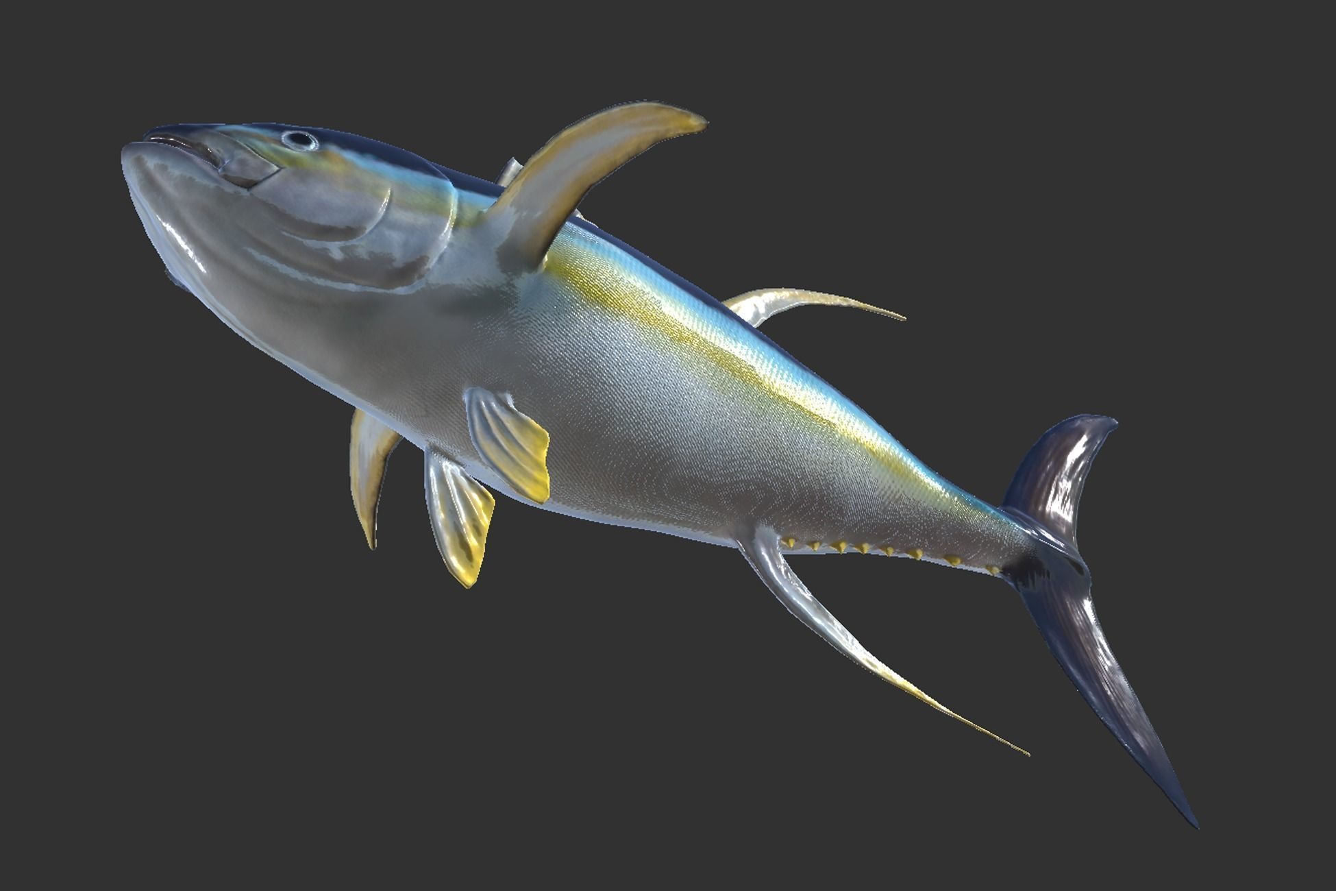 Yellowfin Tuna Low-poly 3D model_5