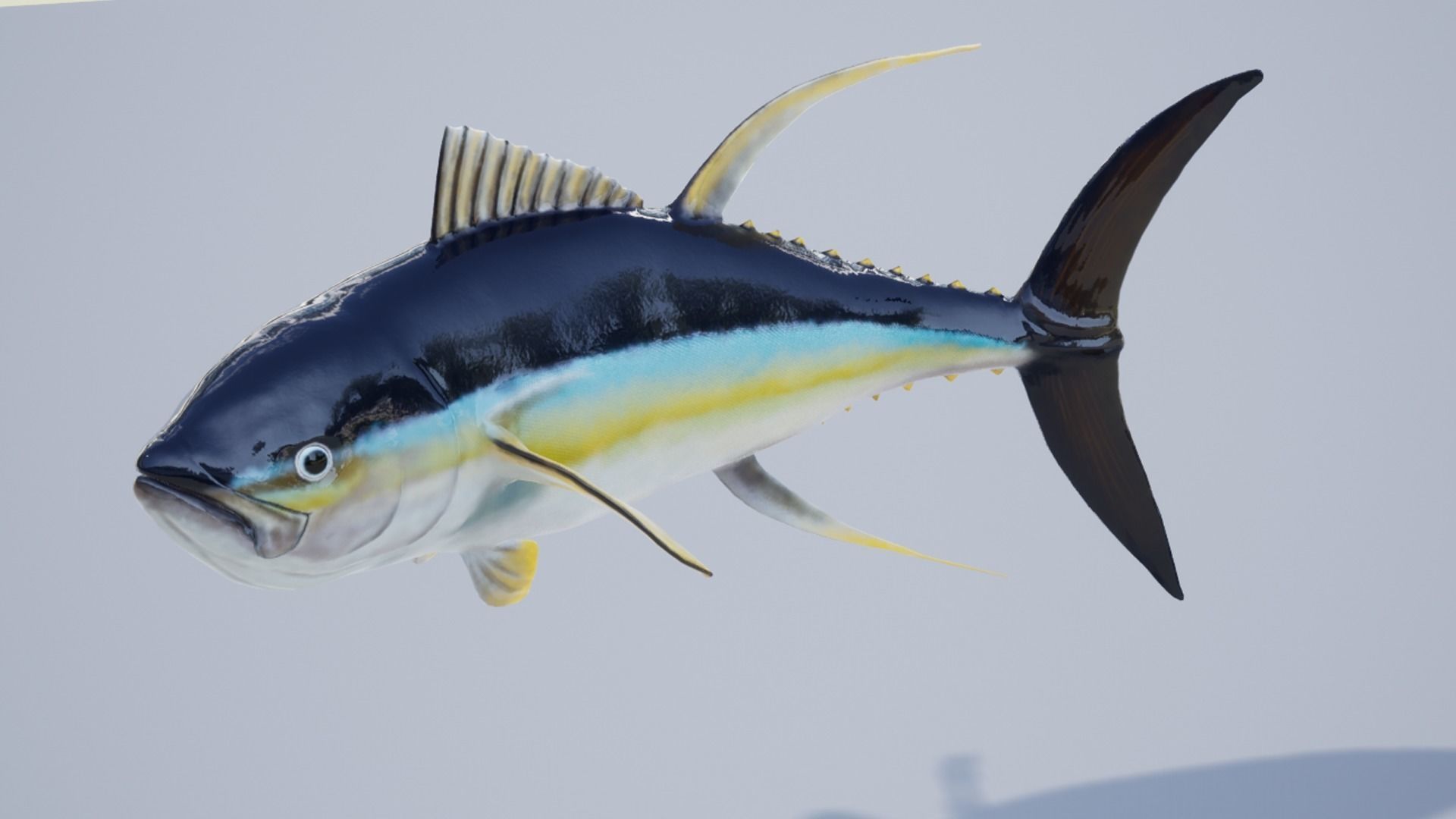 Yellowfin Tuna Low-poly 3D model_13