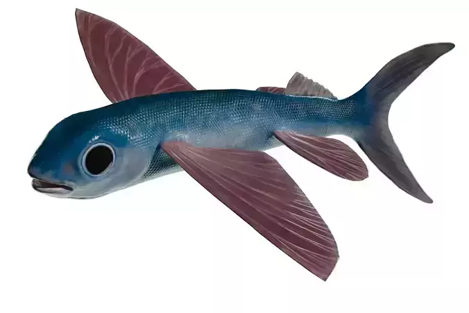 Flying Fish Low-poly 3D model