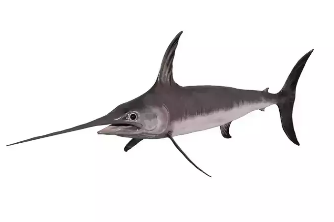Swordfish Low-poly 3D model