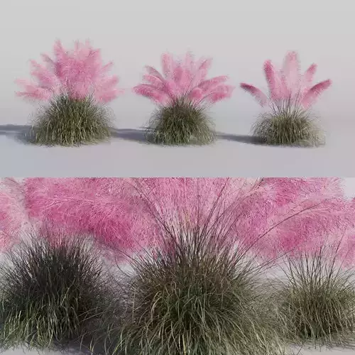 Muhlenbergia Capillaris - Pink Muhly Grass 01