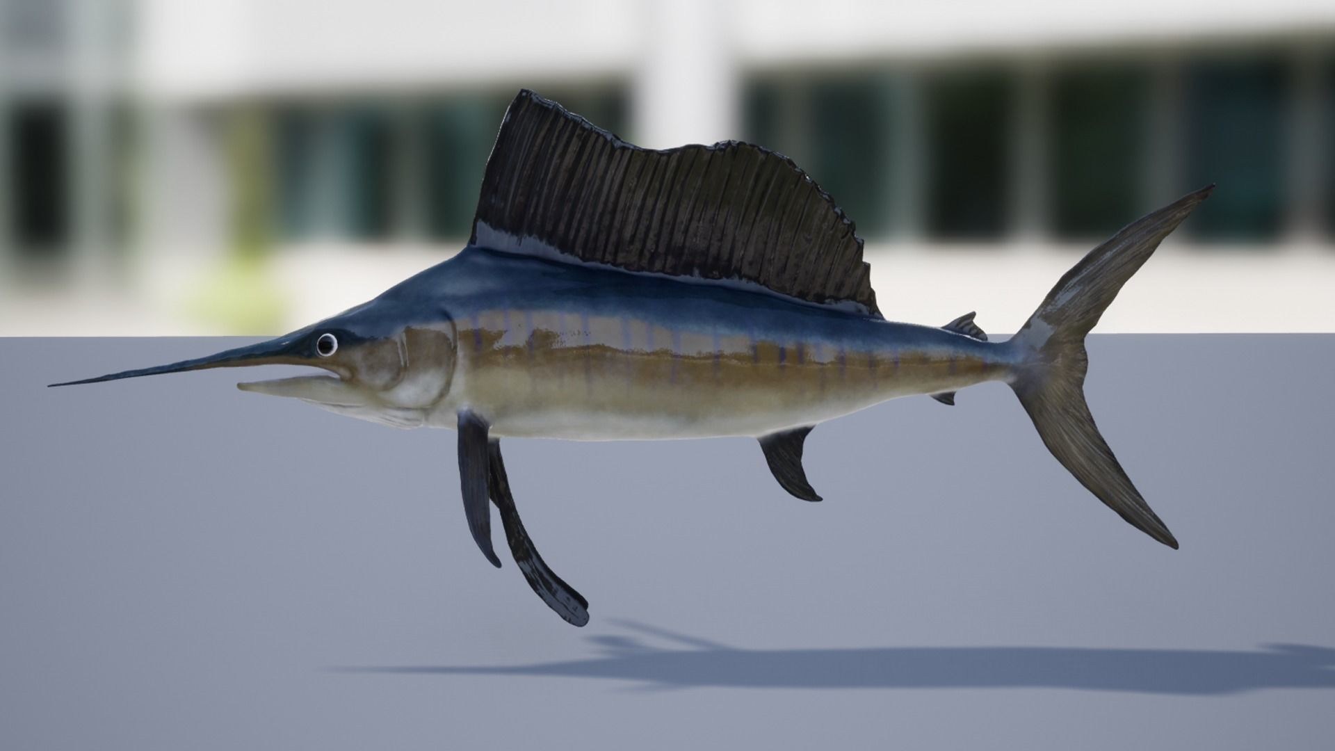 Sailfish Low-poly 3D model_6