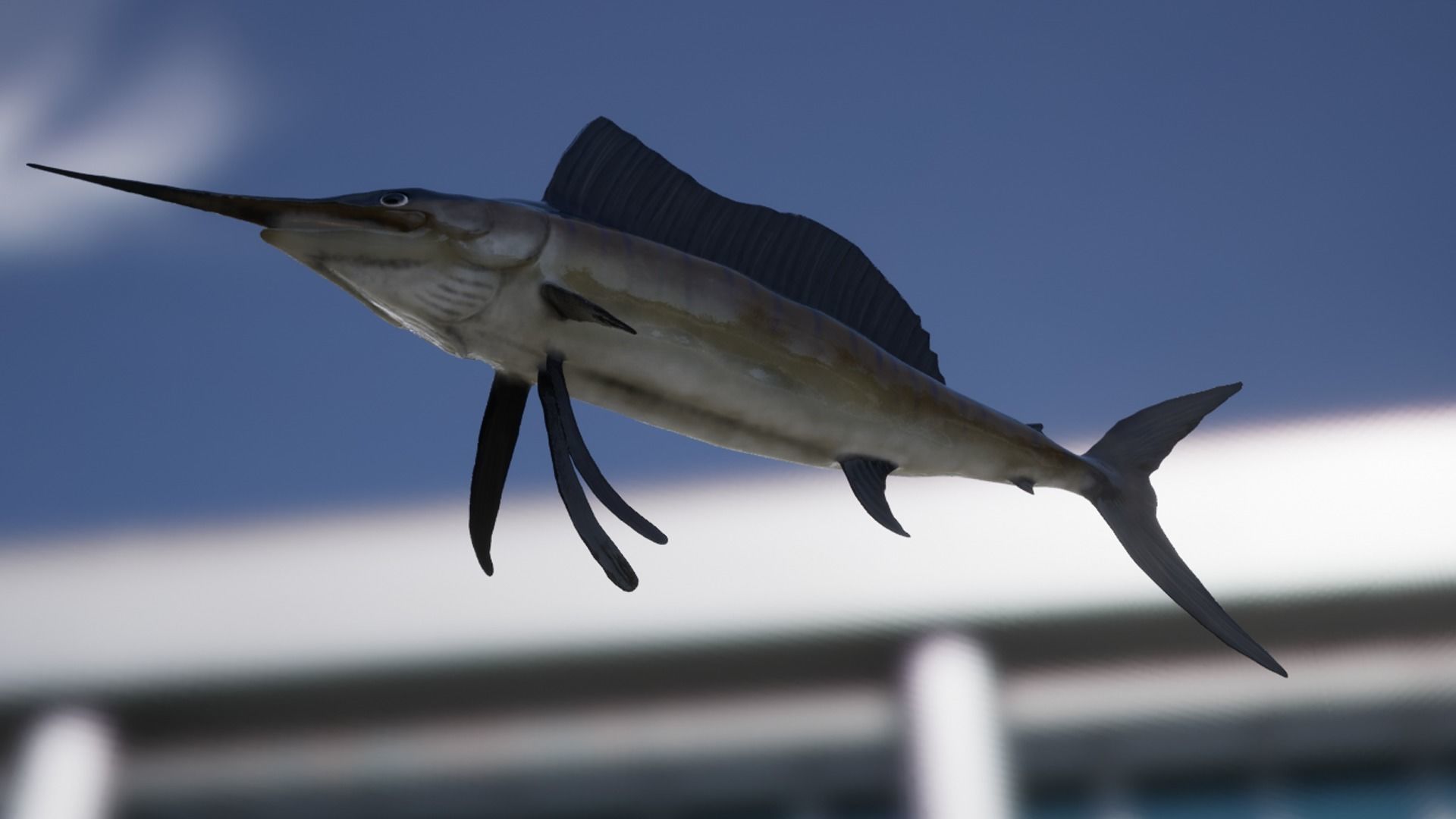 Sailfish Low-poly 3D model_11