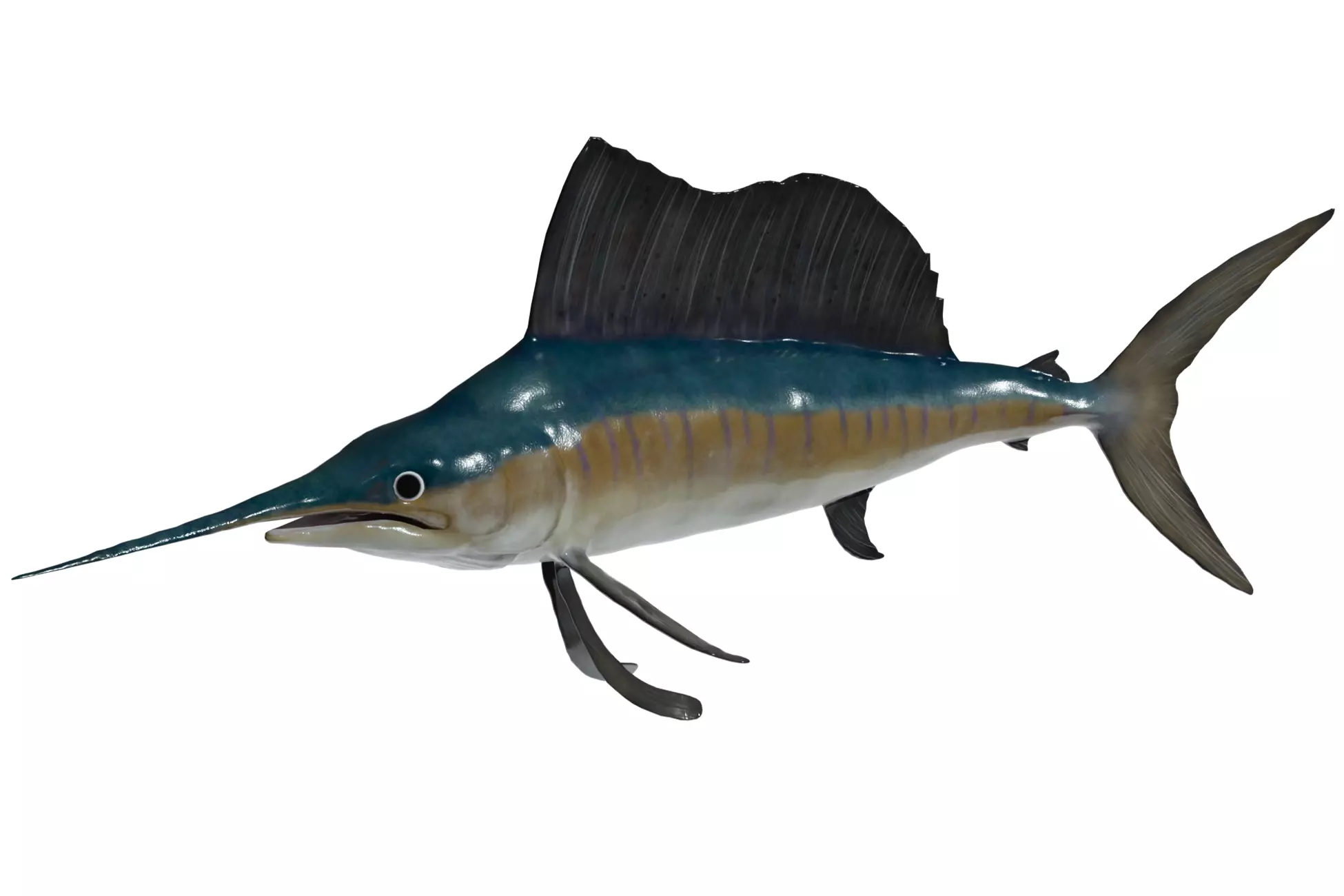 Sailfish Low-poly 3D model_0