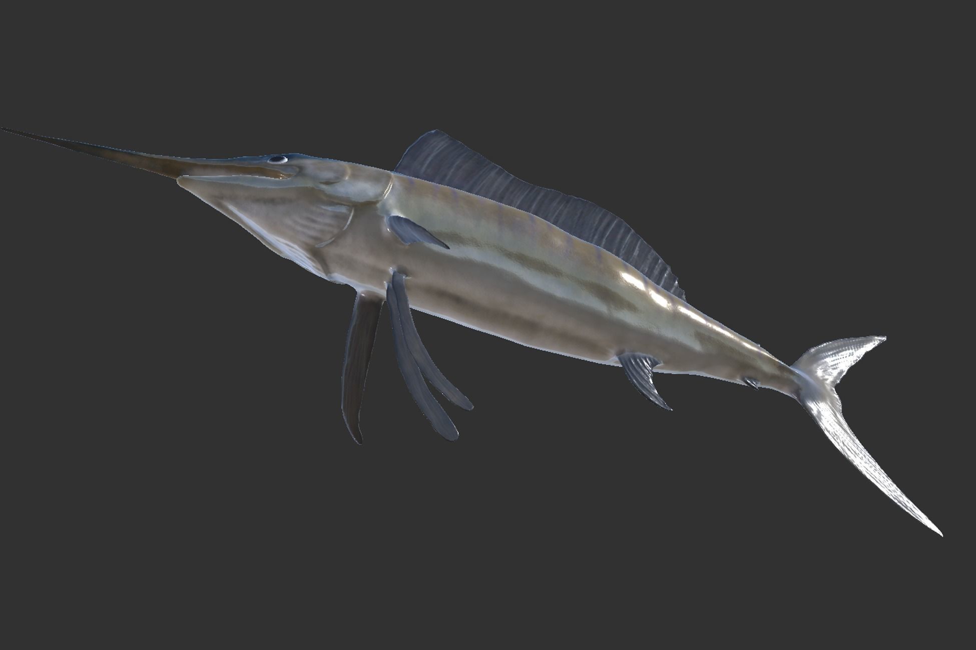 Sailfish Low-poly 3D model_5