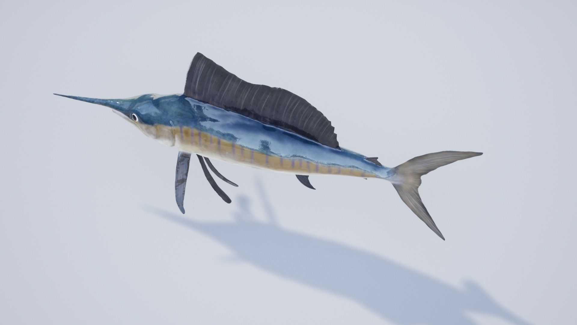 Sailfish Low-poly 3D model_10