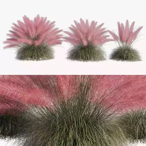 Muhlenbergia Capillaris - Pink Muhly 02 3D model