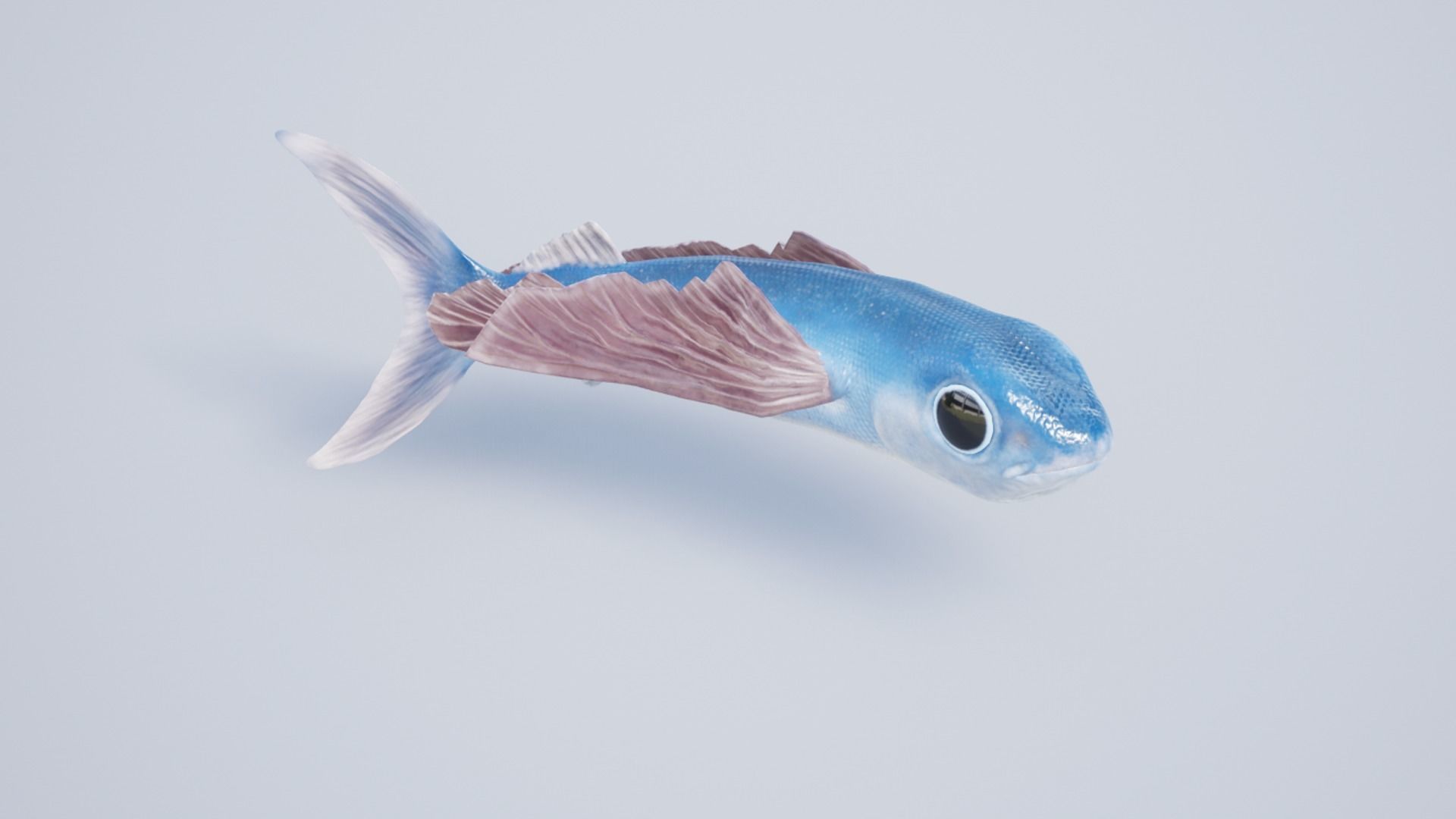 Sea fish pack Low-poly 3D model_11