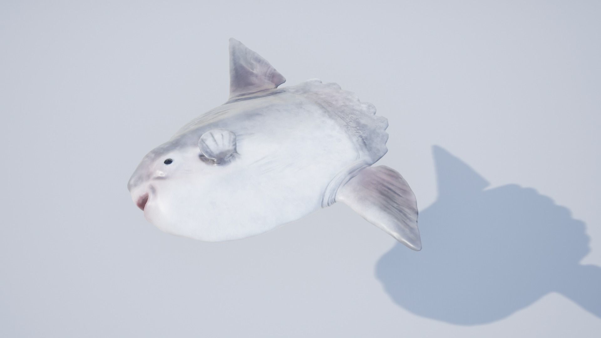 Sea fish pack Low-poly 3D model_15