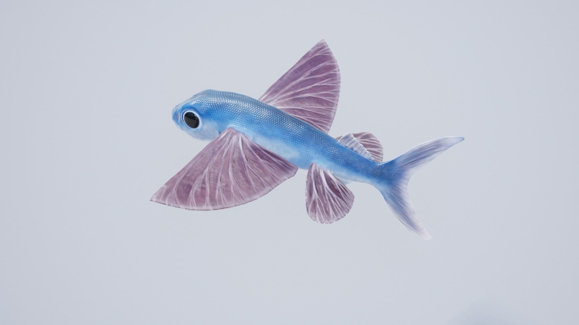 Sea fish pack Low-poly 3D model_10