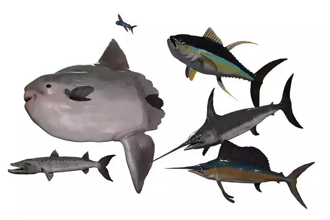 Sea fish pack Low-poly 3D model