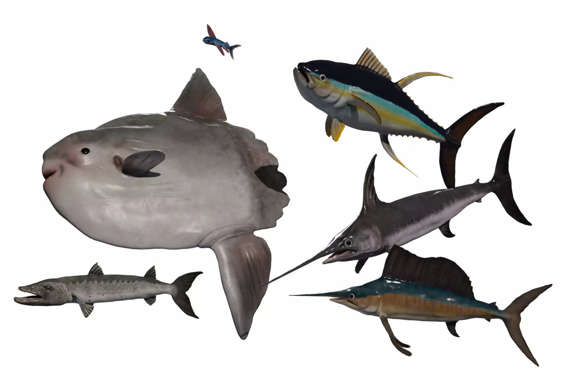 Sea fish pack Low-poly 3D model_0