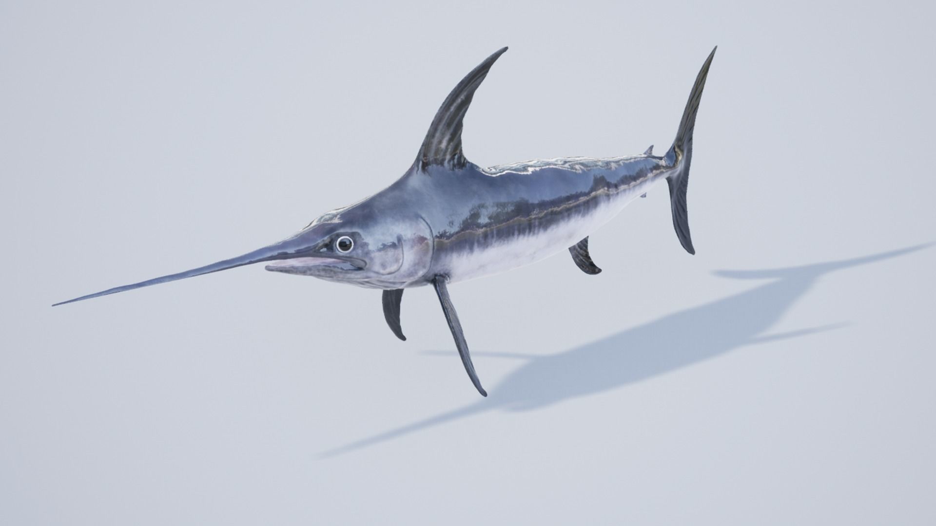 Sea fish pack Low-poly 3D model_16