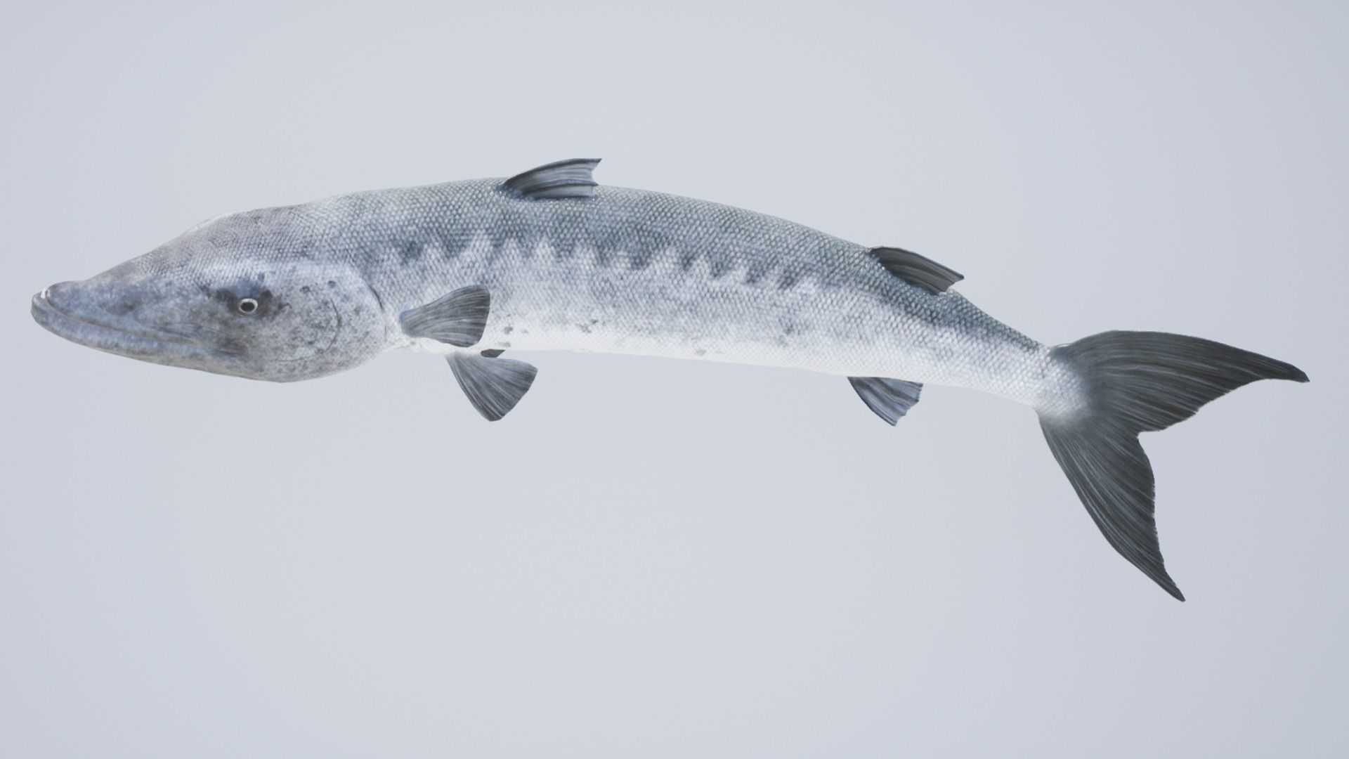 Sea fish pack Low-poly 3D model_9