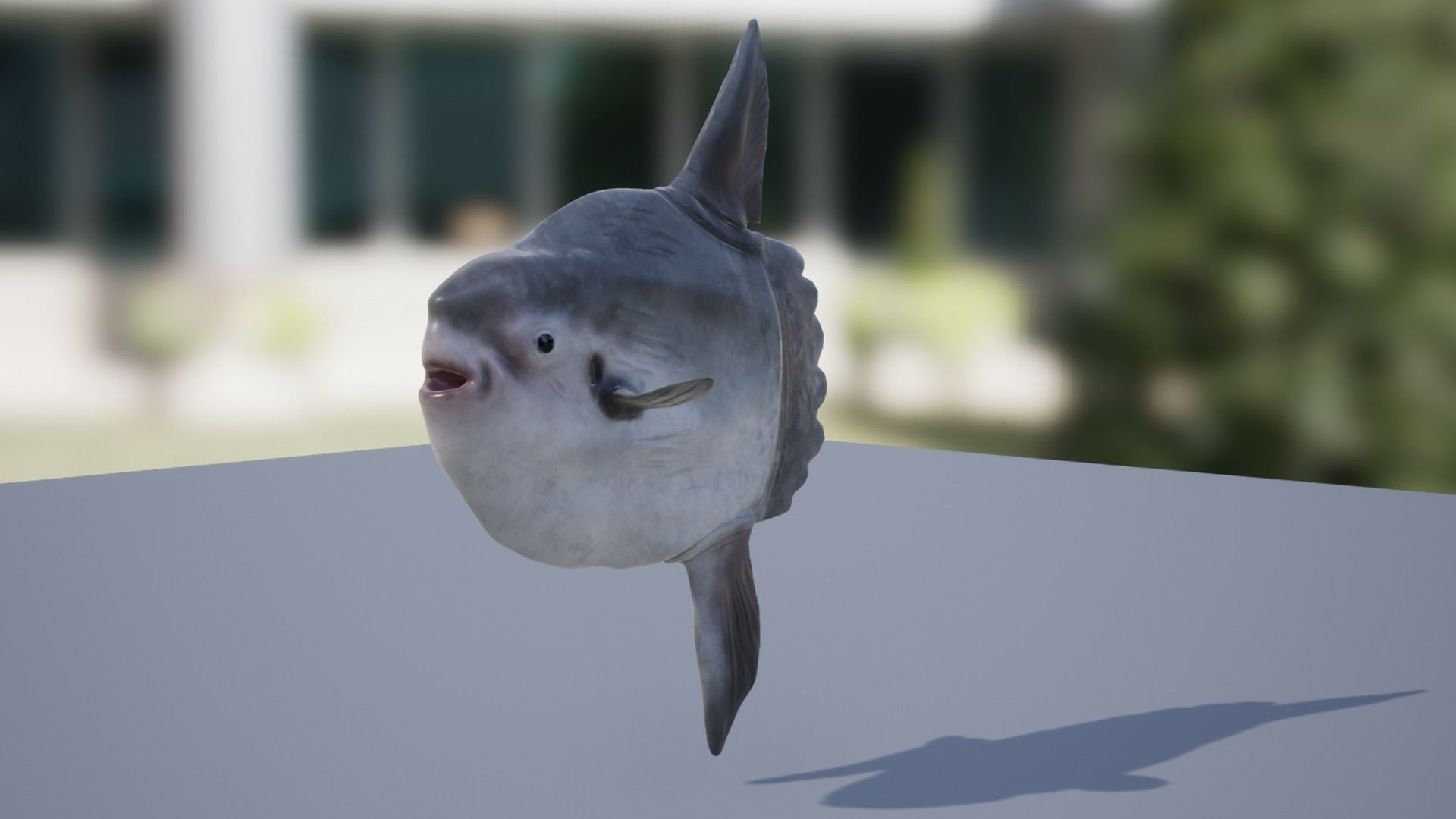 Sea fish pack Low-poly 3D model_14