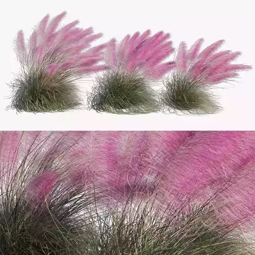 3D Muhlenbergia Capillaris - Pink Muhly 03 3D model