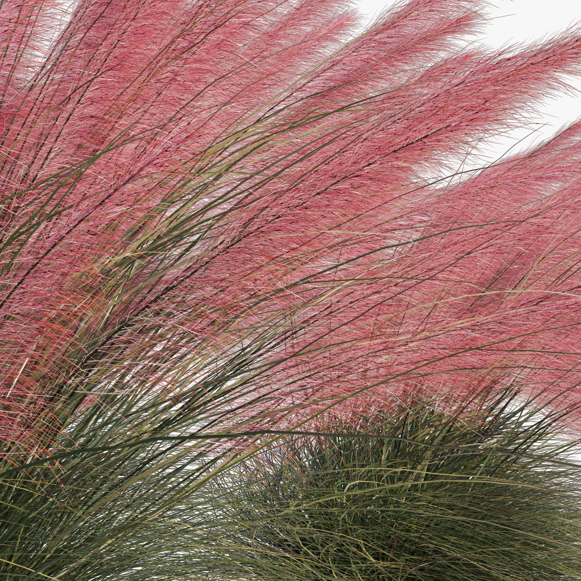Muhlenbergia Capillaris - Pink Muhly Grass 04 3D model_4