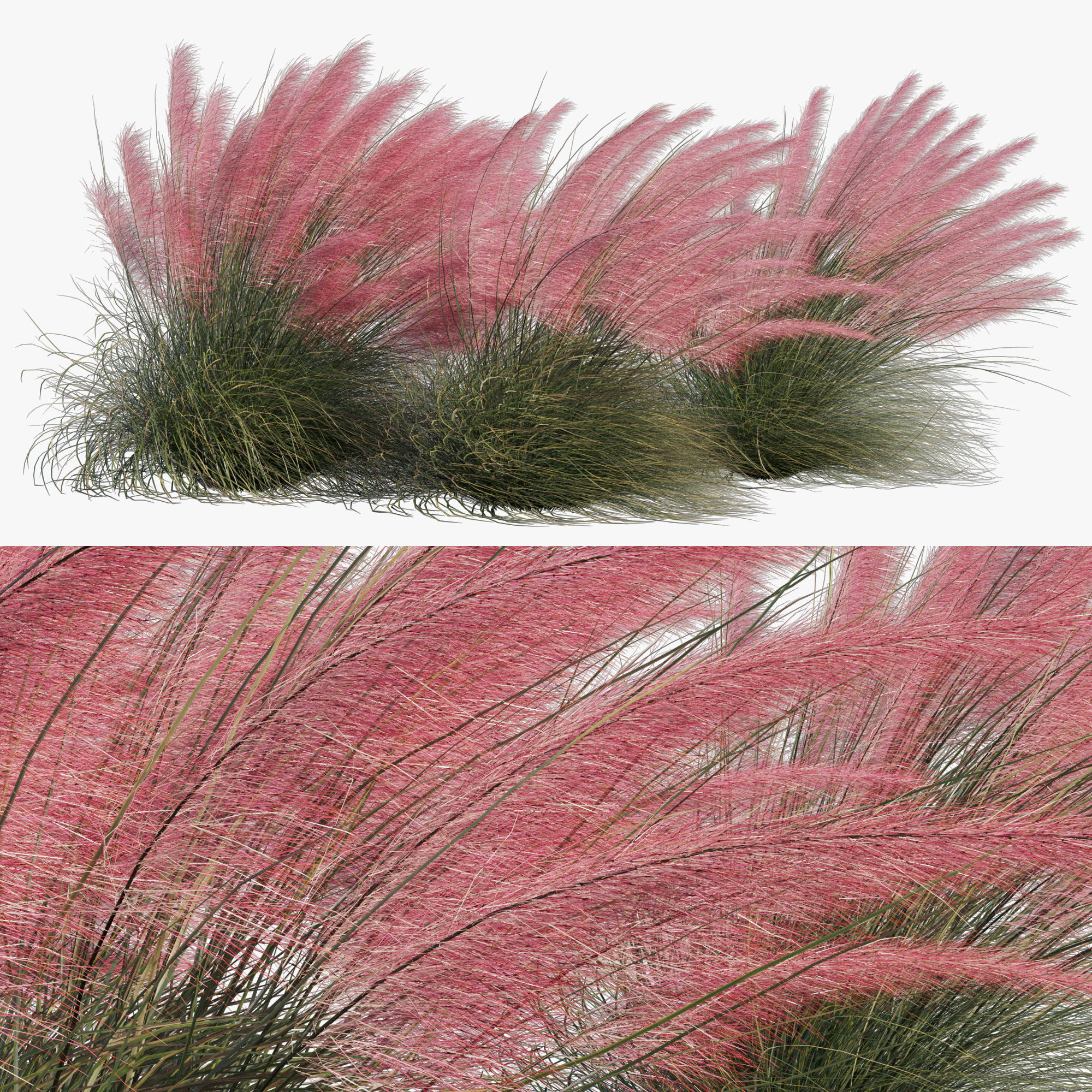 Muhlenbergia Capillaris - Pink Muhly Grass 04 3D model_3