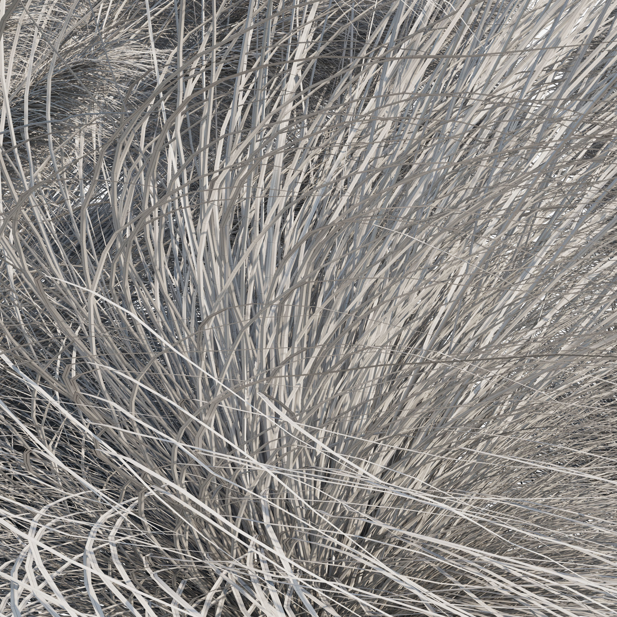 Muhlenbergia Capillaris - Pink Muhly Grass 04 3D model_6