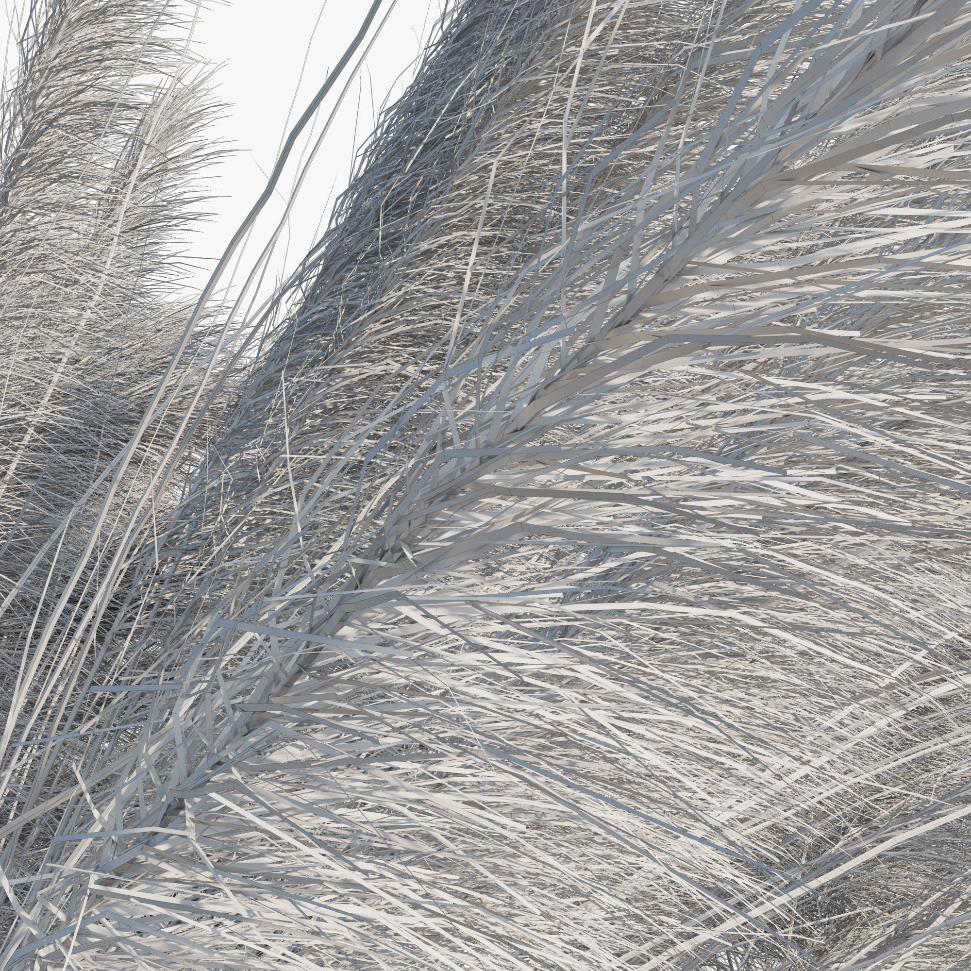 Muhlenbergia Capillaris - Pink Muhly Grass 04 3D model_5