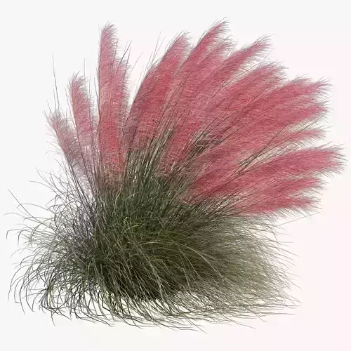 Muhlenbergia Capillaris - Pink Muhly Grass 04 3D model