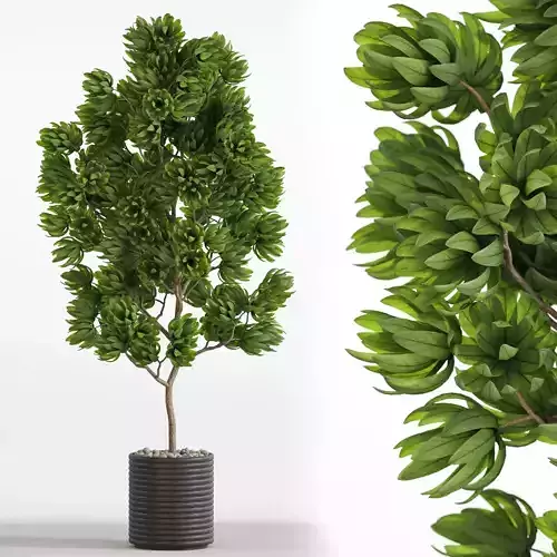 Plants collection 752 3D model