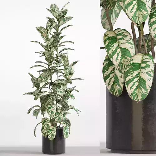 Plants collection 753