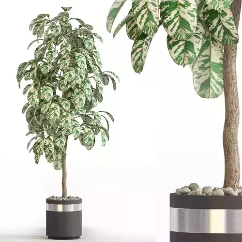 Plants collection 754