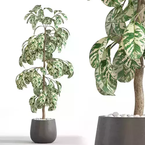 Plants collection 755