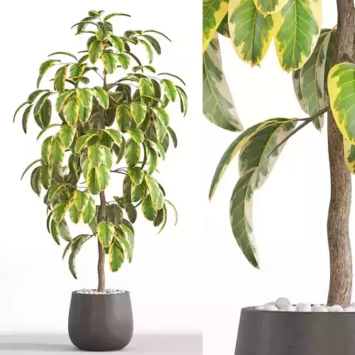 Plants collection 756