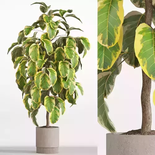 Plants collection 757