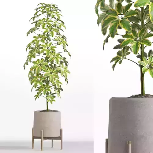 Plants collection 758