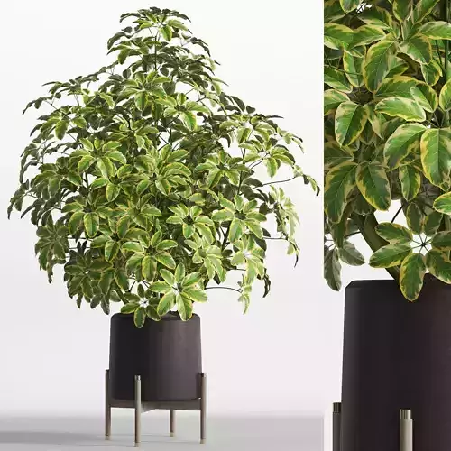 Plants collection 759