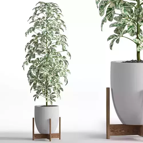 Plants collection 760