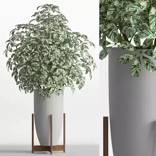 Plants collection 761