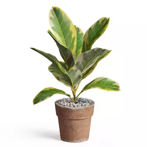 Plants collection 762