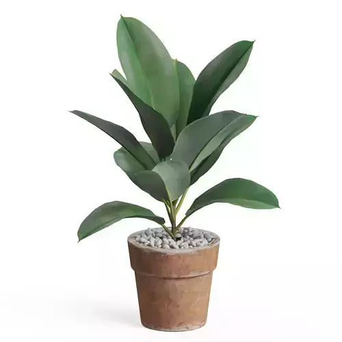 Plants collection 763