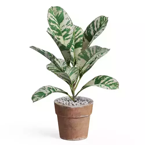 Plants collection 764