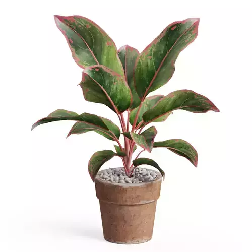 Plants collection 765