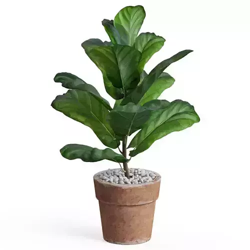 Plants collection 767