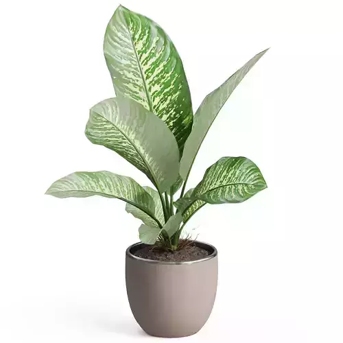 Plants collection 768