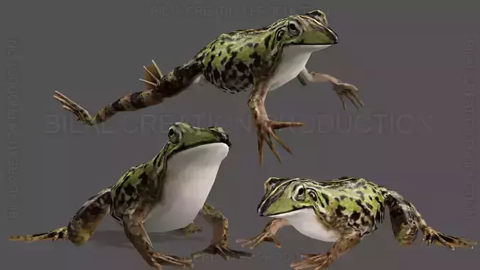 ANIMATED FROG 4 Low-poly 3D model