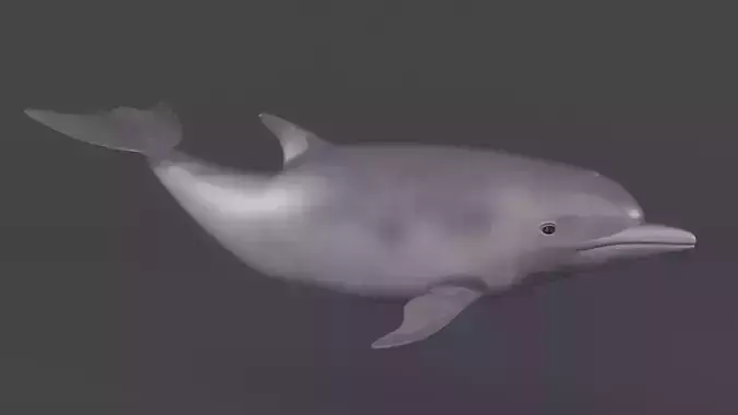 Dolphin