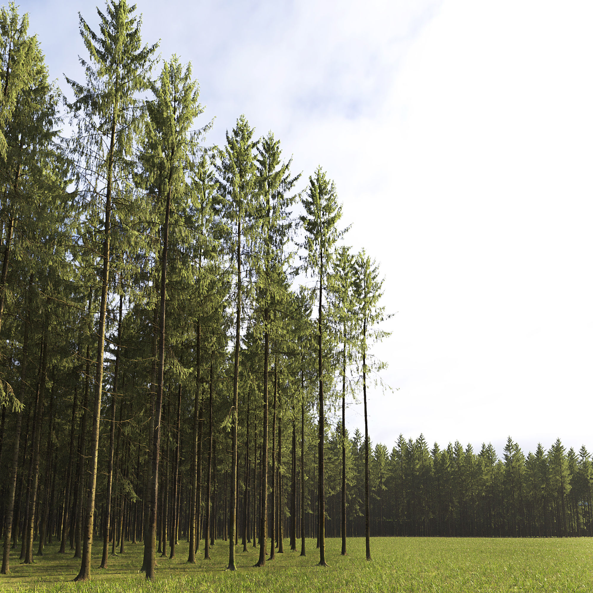 Spruce 10 3D model_3