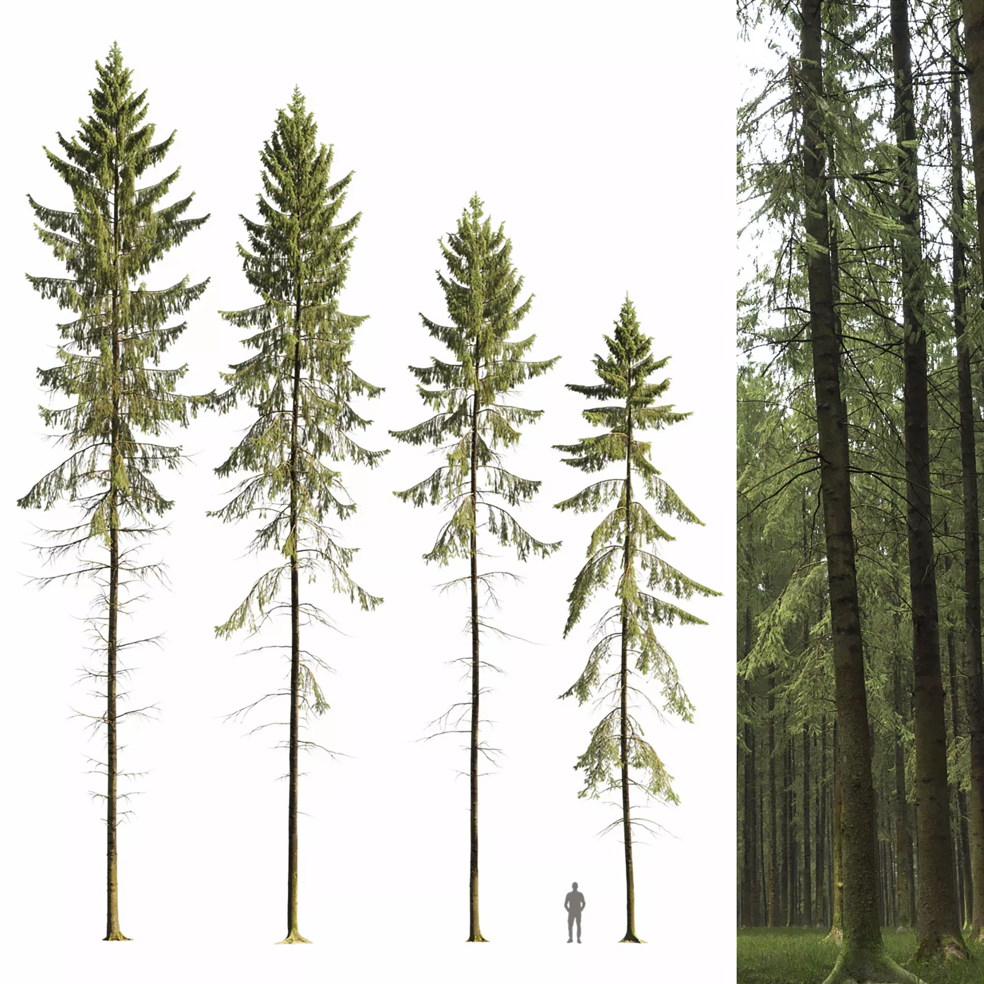 Spruce 10 3D model_0