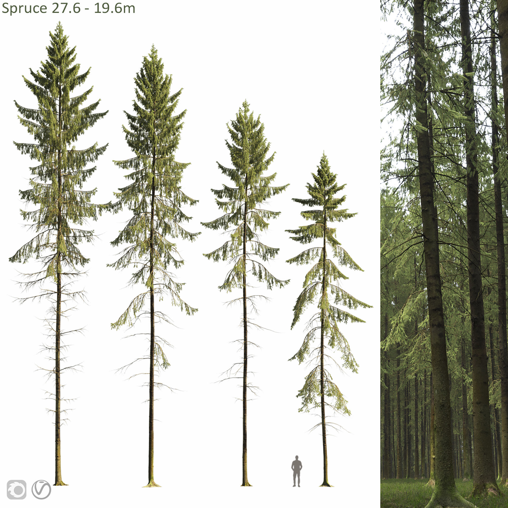 Spruce 10 3D model_5